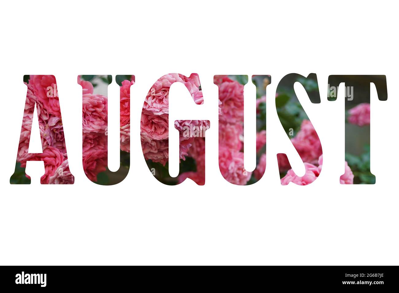 Word August made of leaves and pink flowers on white background, text Stock Photo