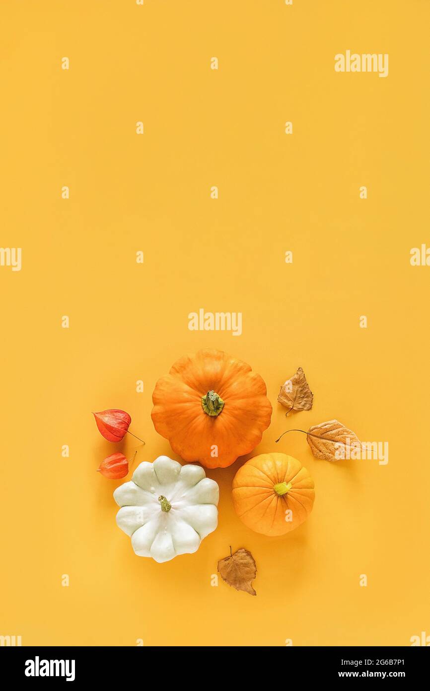 Autumn composition. Fresh three pattypan squash, pumpkin and autumn leaves herbarium on yellow background with copy space. Top view Flat lay. Stock Photo