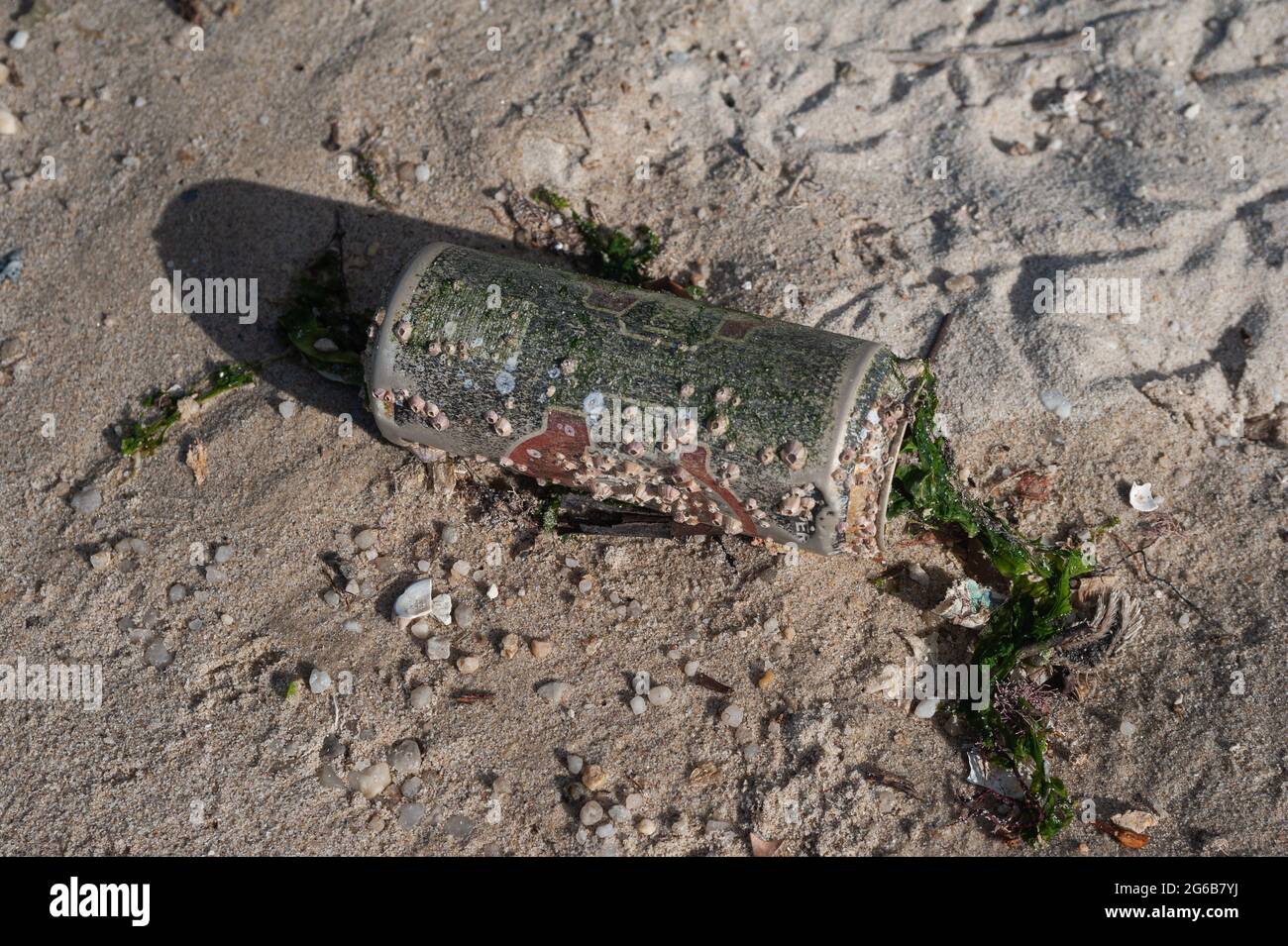 23.06.2021, Singapore, Republic of Singapore, Asia - Empty beverage can overgrown with little shells lies in the sand after it has been washed ashore. Stock Photo