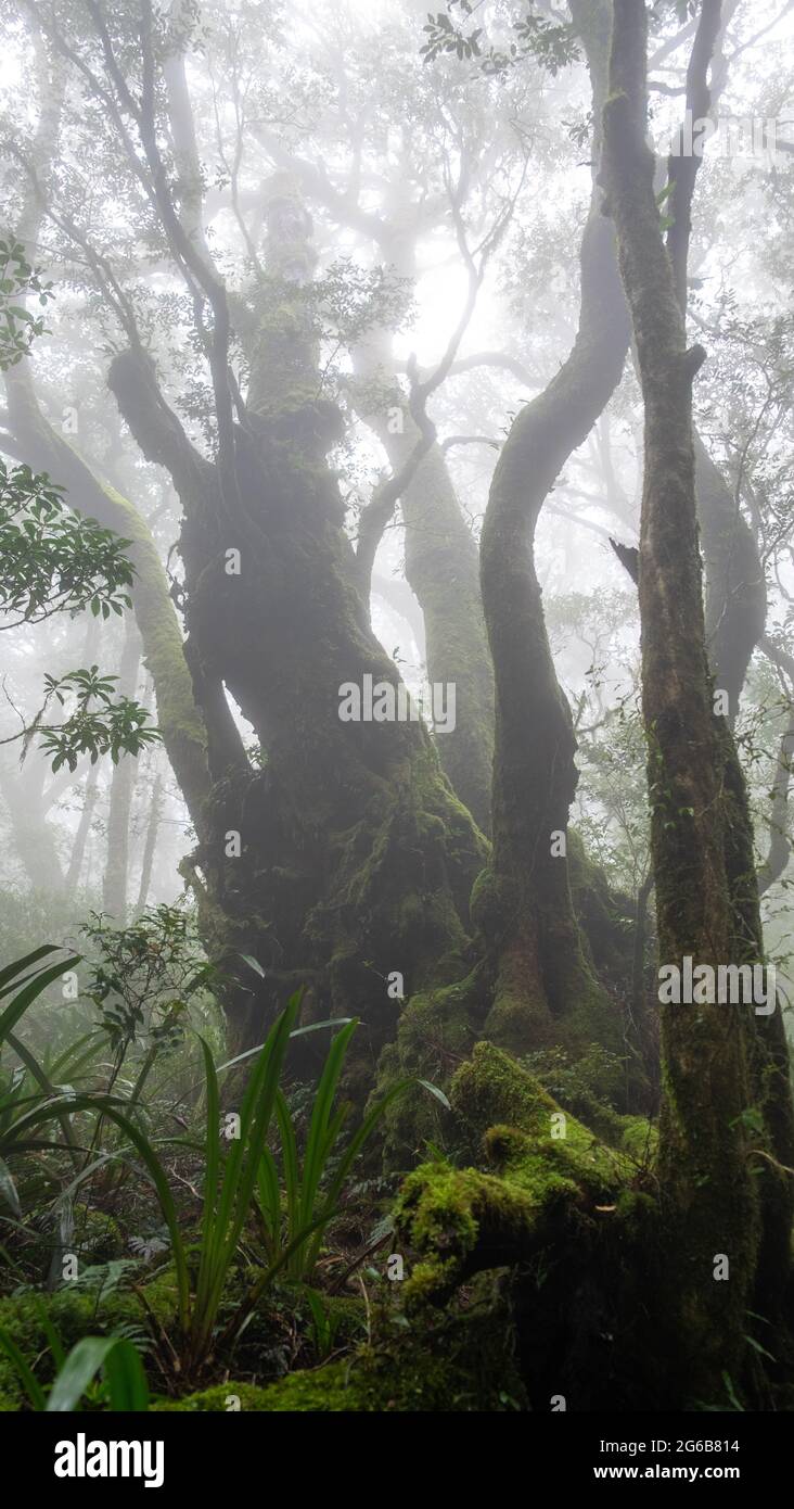 Misty, Mossy, Antarctic Beech Trees Stock Photo
