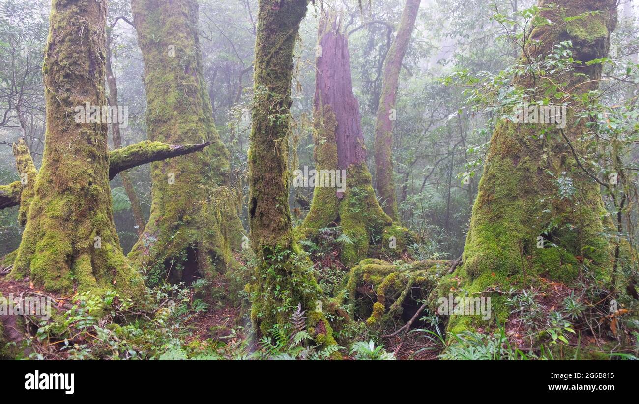 Misty, Mossy, Antarctic Beech Trees Stock Photo