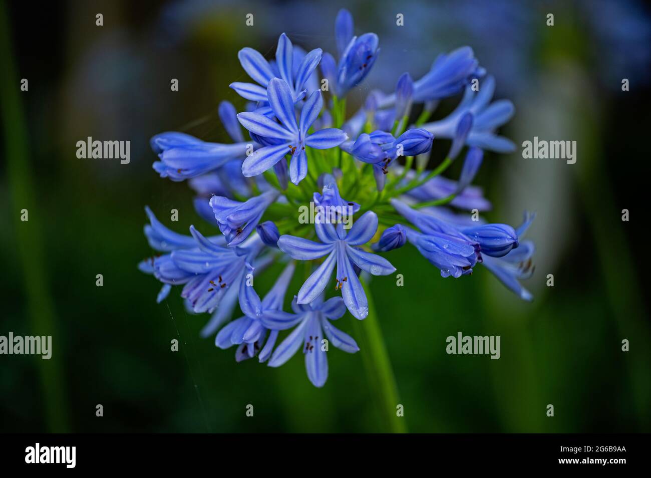 African Lily in the Central Valley, CA Stock Photo