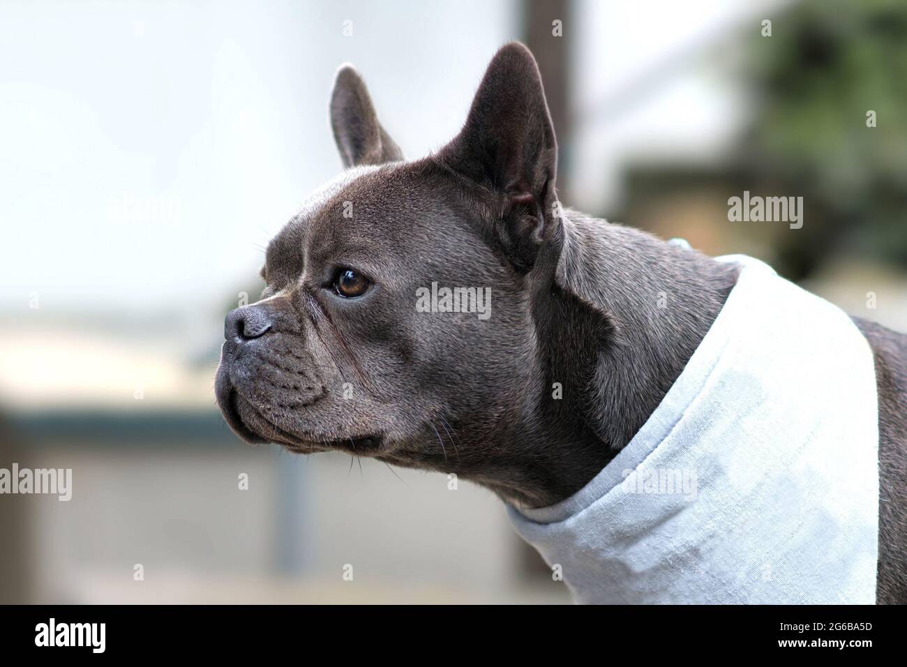 Healthy brachycephalic black French Bulldog dog with long nose Stock Photo