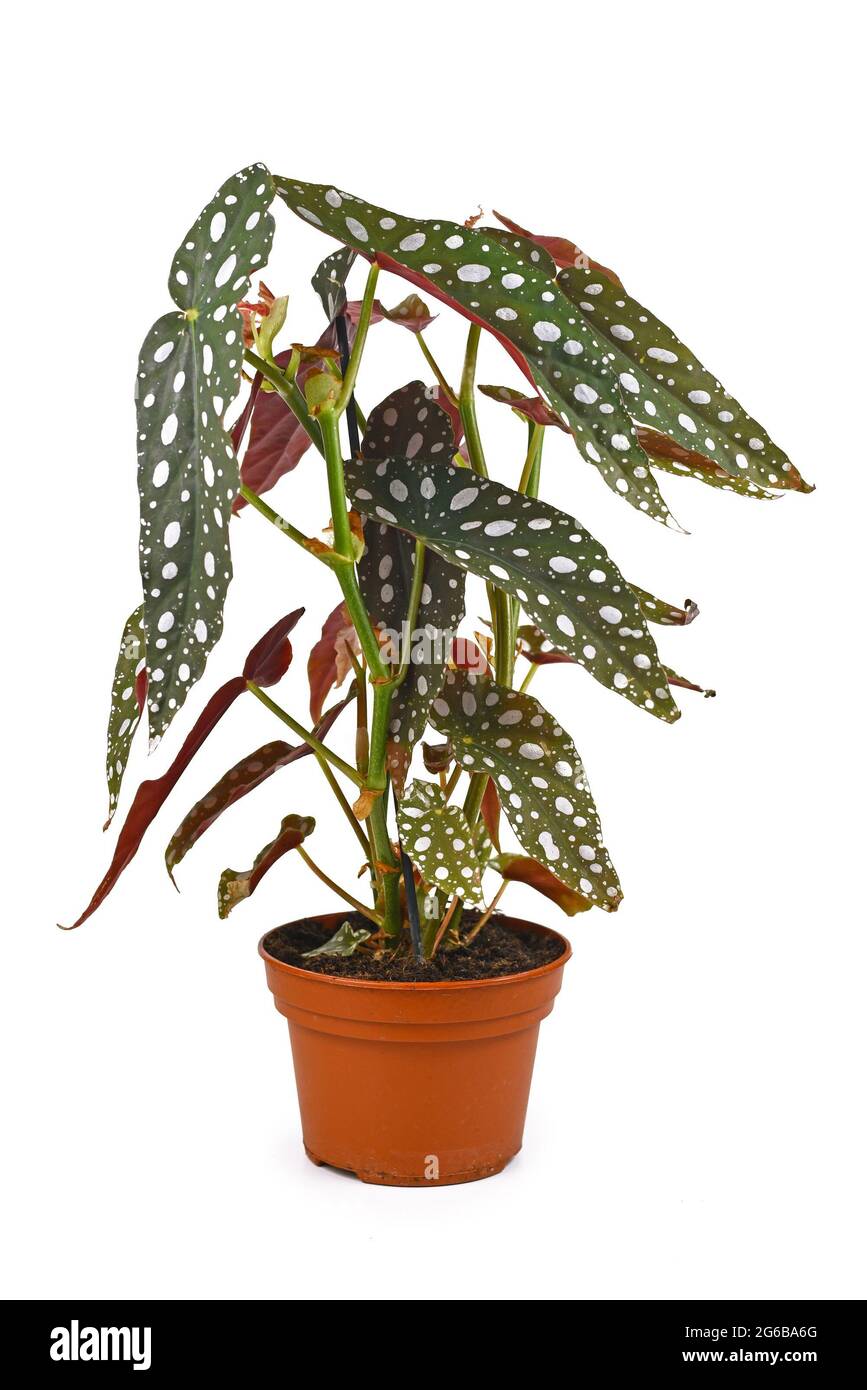 Beautiful exotic 'Begonia Maculata' houseplant with white dots in flower pot isolated on white background Stock Photo