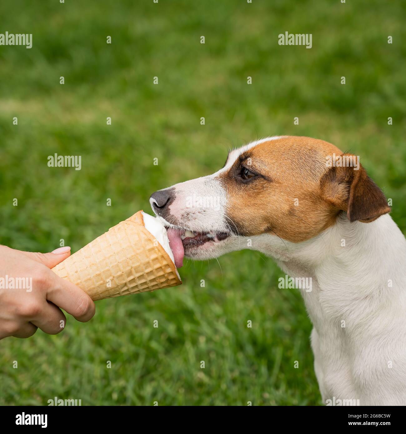 can dogs eat ice cream uk