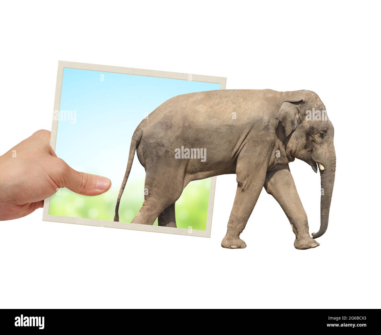 Human hand holds a photograph with Elephant emerging from photography. Opportunities, nature and ecology concepts. Asian elephant walking through phot Stock Photo