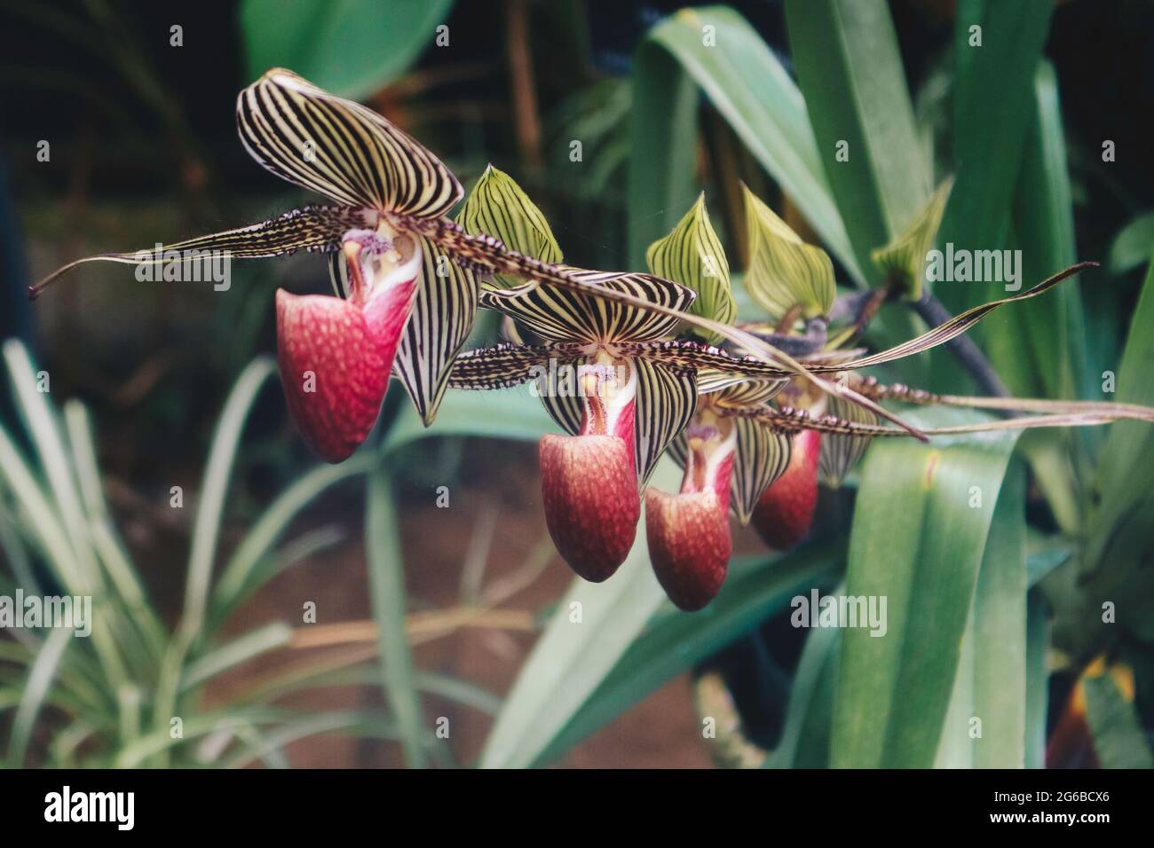 Close up of beautiful paphiopedilum orchid (paphiopedilum glaucophyllum) Stock Photo