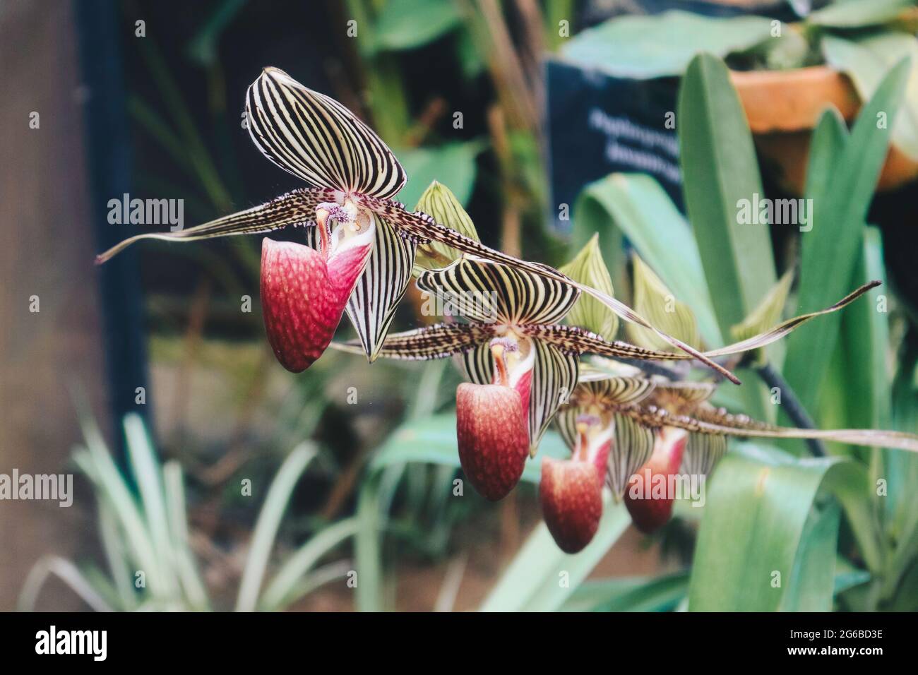 Close up of beautiful paphiopedilum orchid (paphiopedilum glaucophyllum) Stock Photo