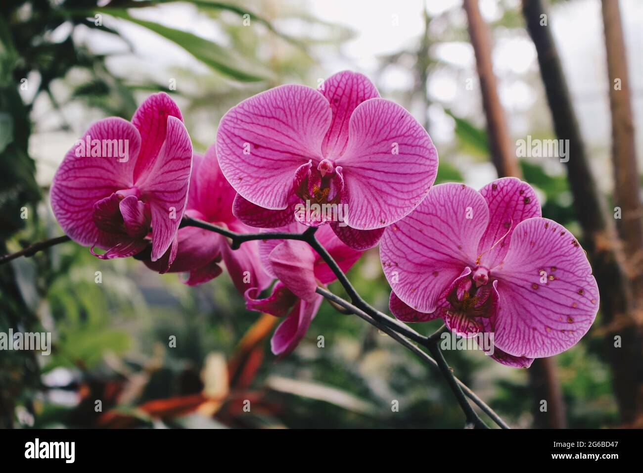 Purple orchid flower phalaenopsis, phalaenopsis or falah on a white background. Purple phalaenopsis flowers on the right. known as butterfly orchids Stock Photo