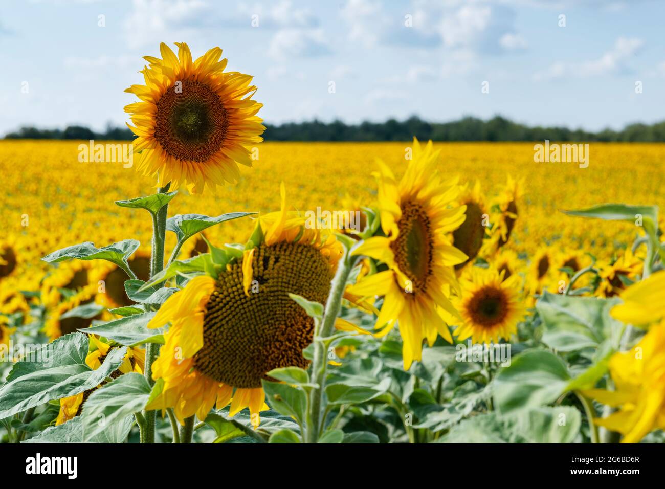 Close up many sunflowers in hi-res stock photography and images - Alamy