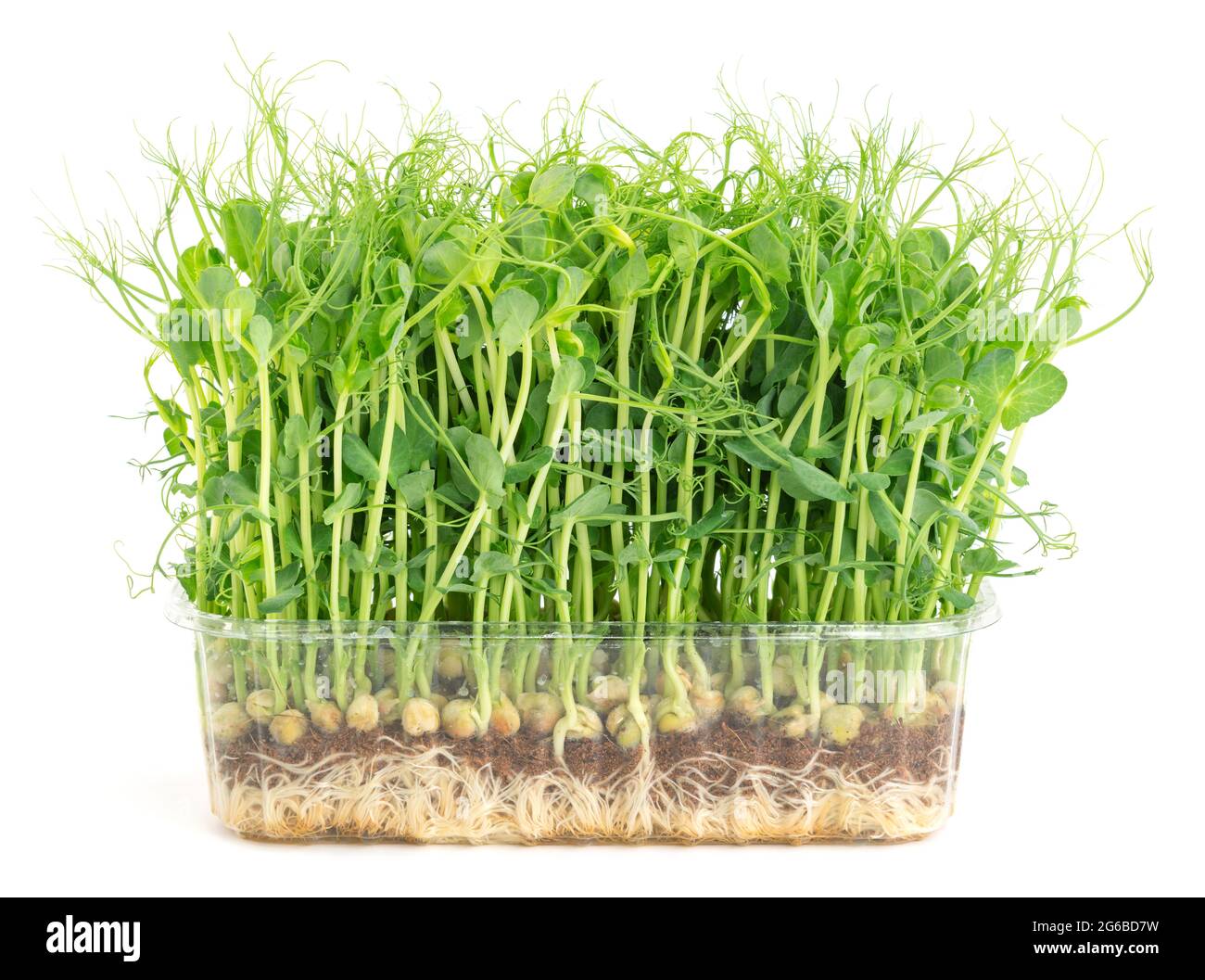 Fresh pea microgreen grown in a plastic tray Stock Photo
