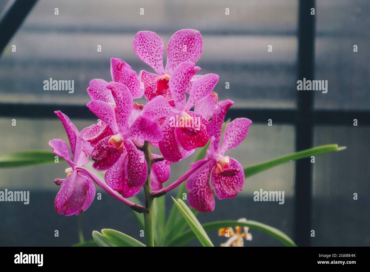 Orchid flower in orchid garden at winter or spring day for beauty and agriculture design. Mokara Orchidaceae. Stock Photo