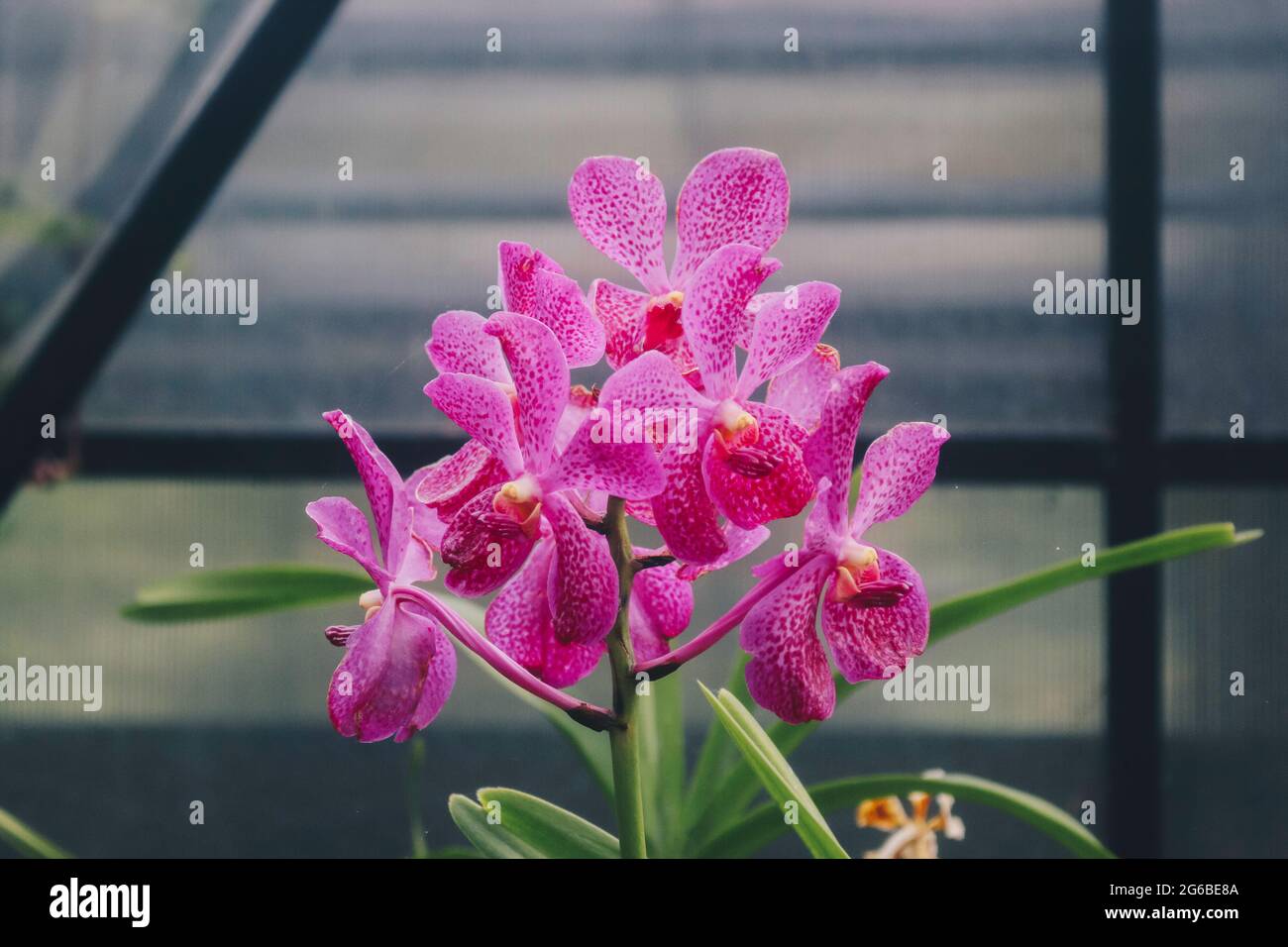 Orchid flower in orchid garden at winter or spring day for beauty and agriculture design. Mokara Orchidaceae. Stock Photo