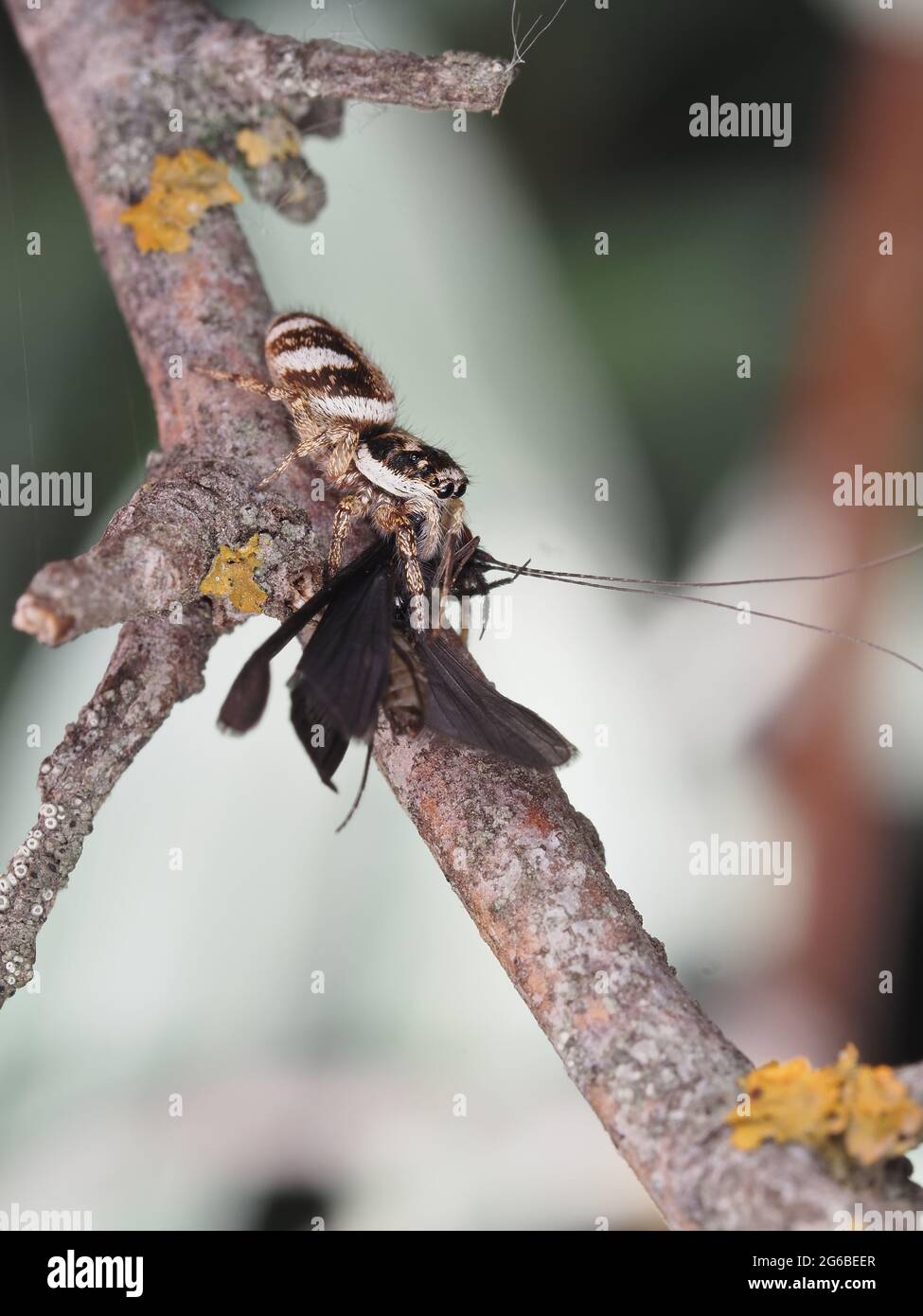 Zebra Jumper spider with prey (caddisfly) Stock Photo