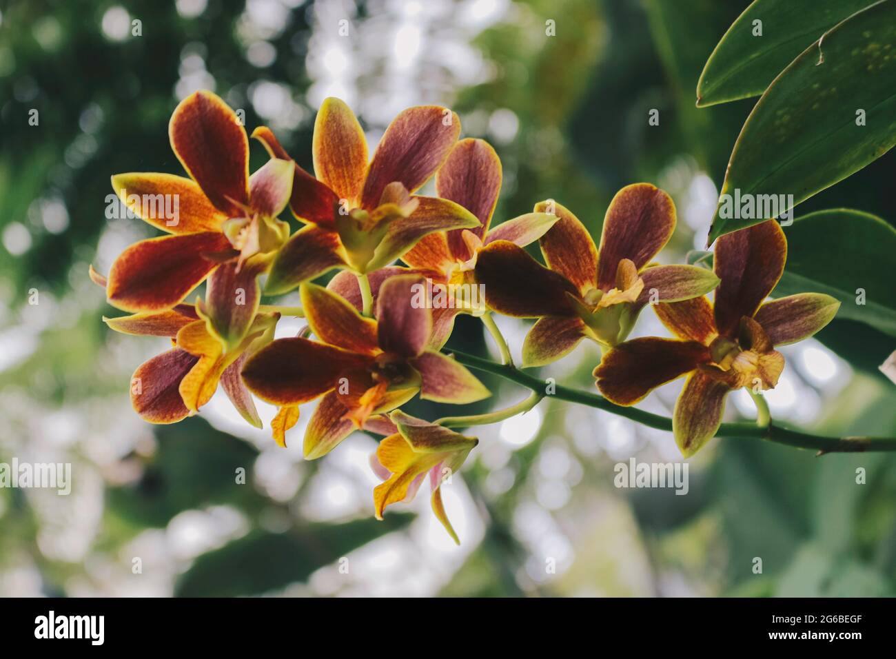 Catasetum Orchids, one of the most unique orchids hybrid. Stock Photo