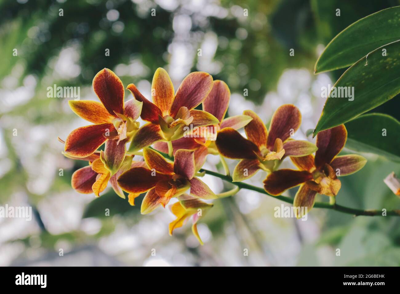Catasetum Orchids, one of the most unique orchids hybrid. Stock Photo