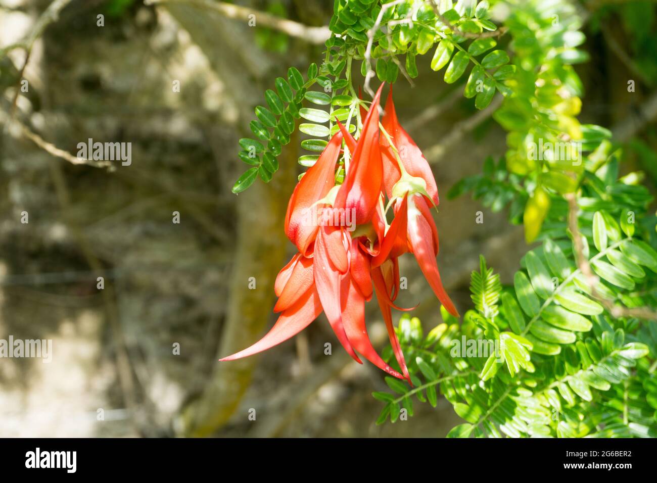 Lobster Claw (Clianthus puniceus) flowering at Abbey Gardens, Tresco, Isles of Scilly, Cornwall, UK Stock Photo