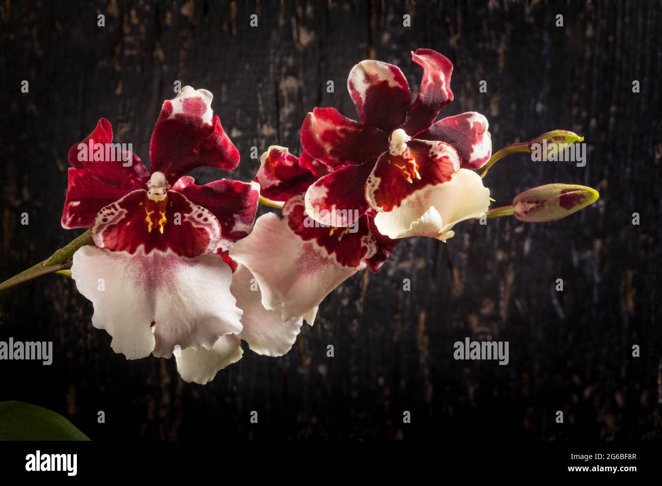 Orchid cambria Stock Photo