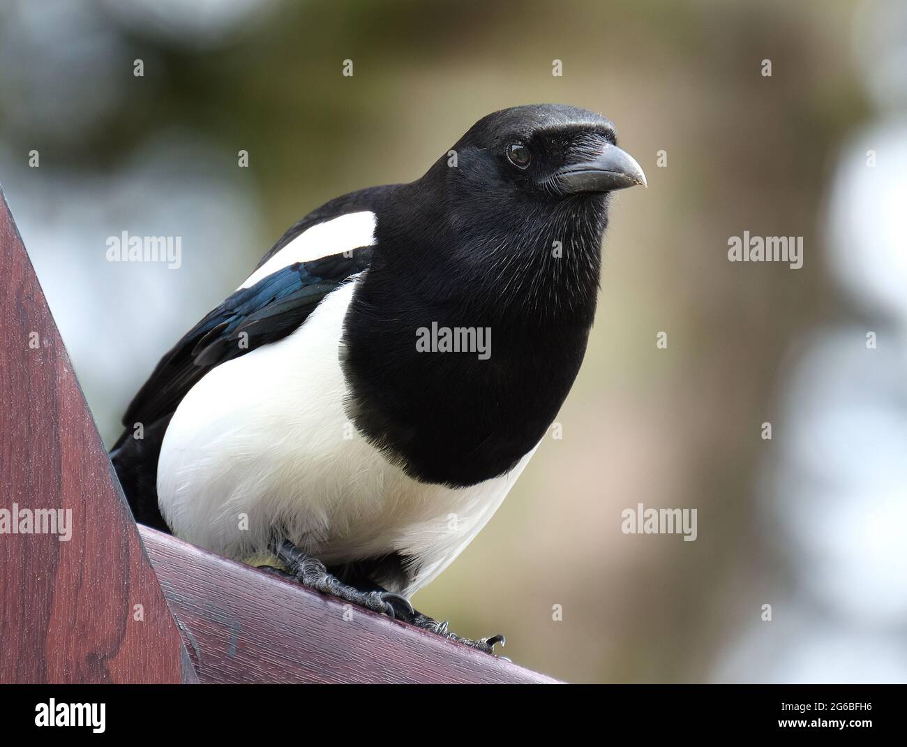 Magpies are birds of the Corvidae family. Like other members of their family, they are widely considered to be intelligent creatures. Stock Photo