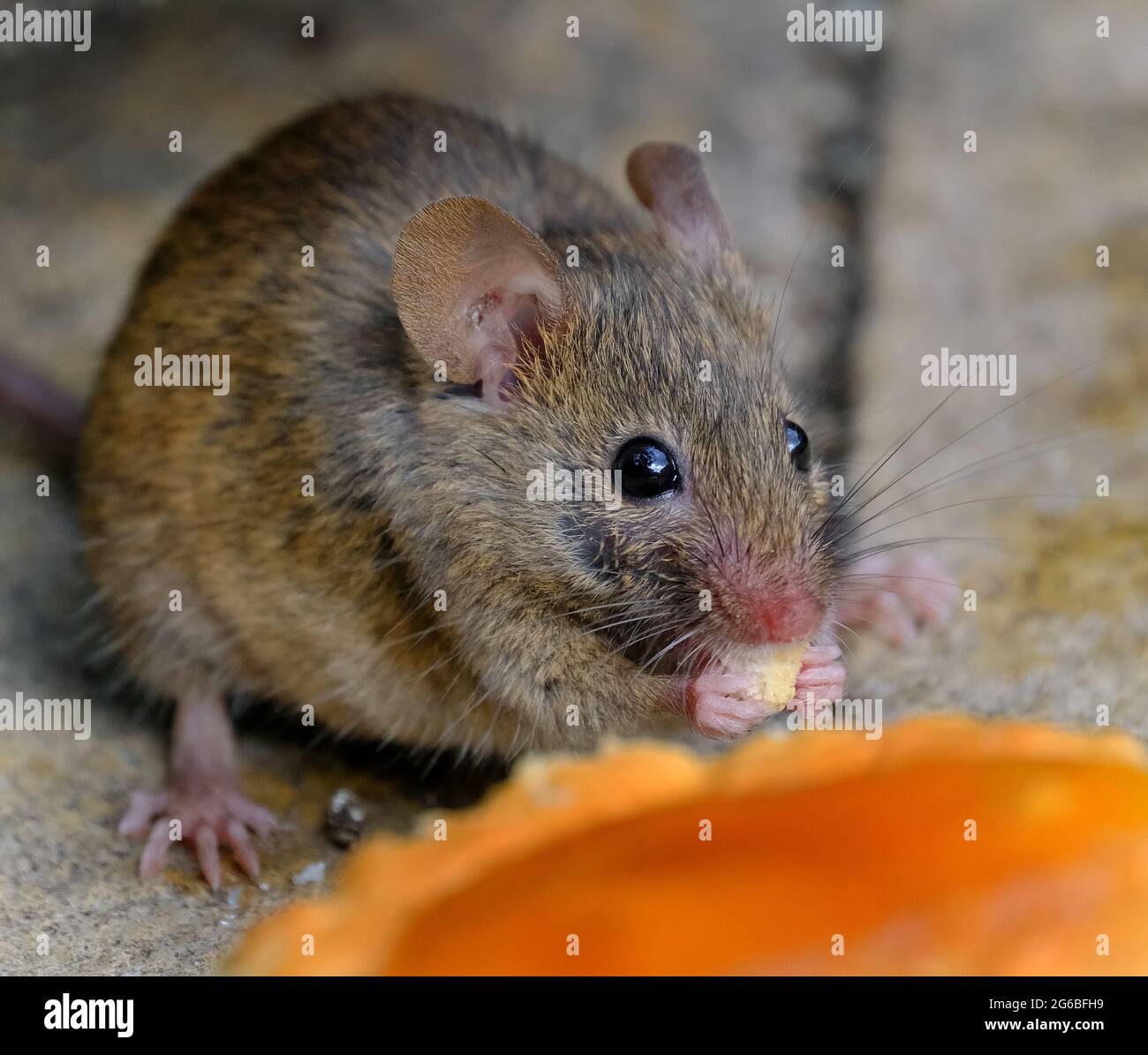 The house mouse is a small mammal of the order Rodentia, characteristically having a pointed snout, large rounded ears, and a long and hairy tail. Stock Photo