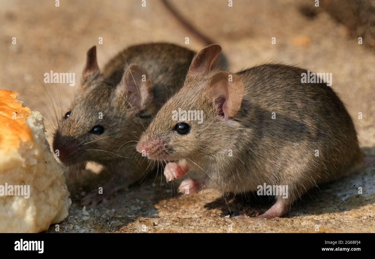 The house mouse is a small mammal of the order Rodentia, characteristically having a pointed snout, large rounded ears, and a long and hairy tail. Stock Photo