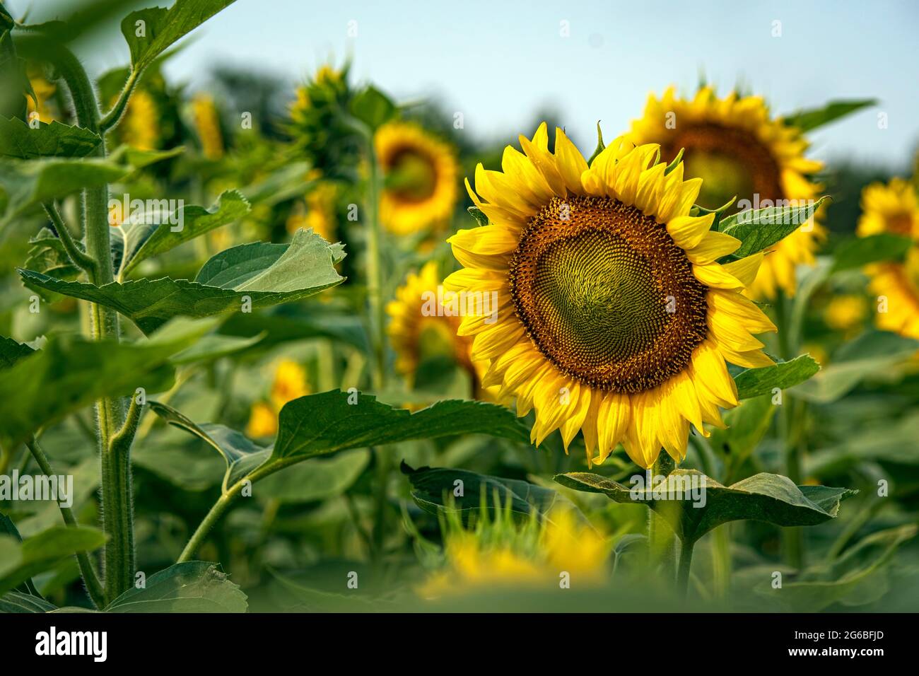 Sunflower (Helianthus annuus) field with one flower in focus while ...