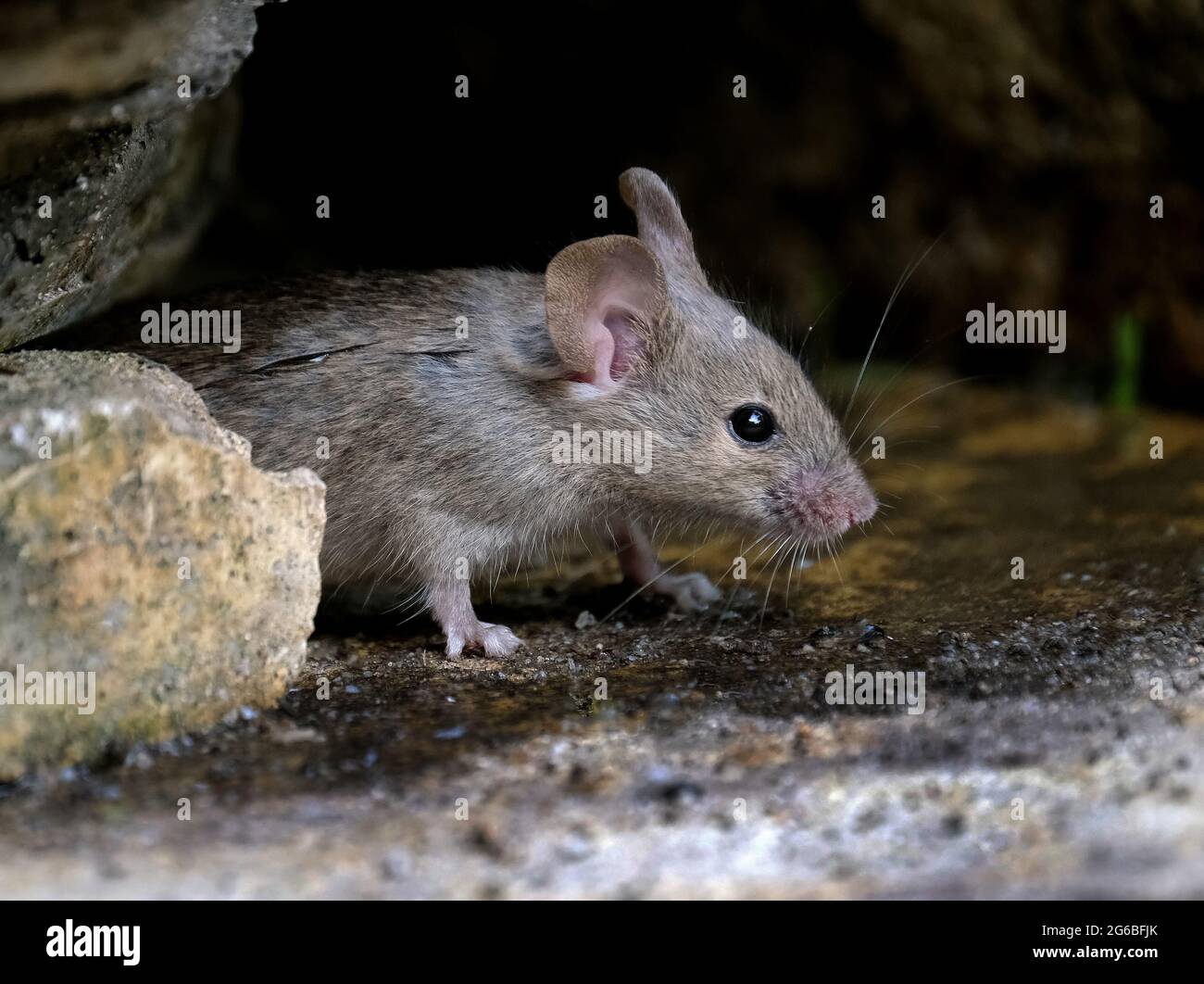 The house mouse is a small mammal of the order Rodentia, characteristically having a pointed snout, large rounded ears, and a long and hairy tail. Stock Photo