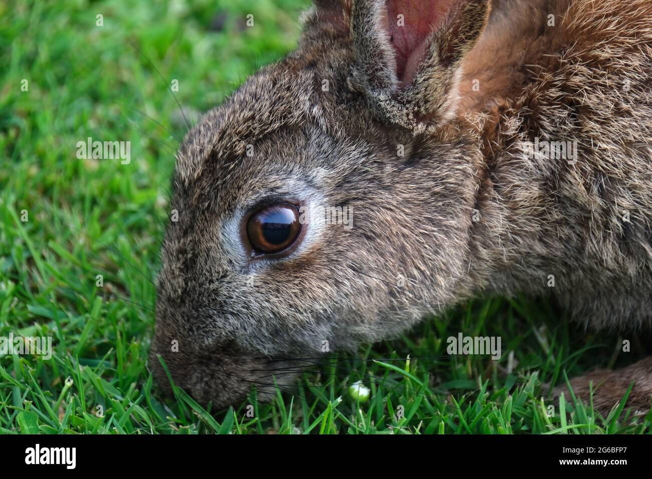 Rabbits are small mammals in the family Leporidae of the order Lagomorpha. Stock Photo