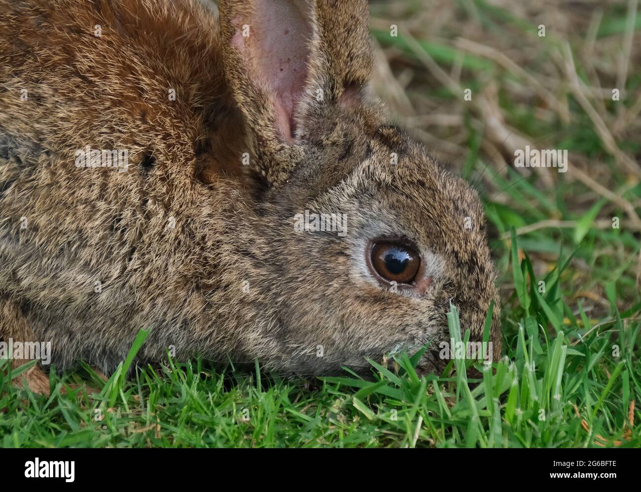 Rabbits are small mammals in the family Leporidae of the order Lagomorpha. Stock Photo