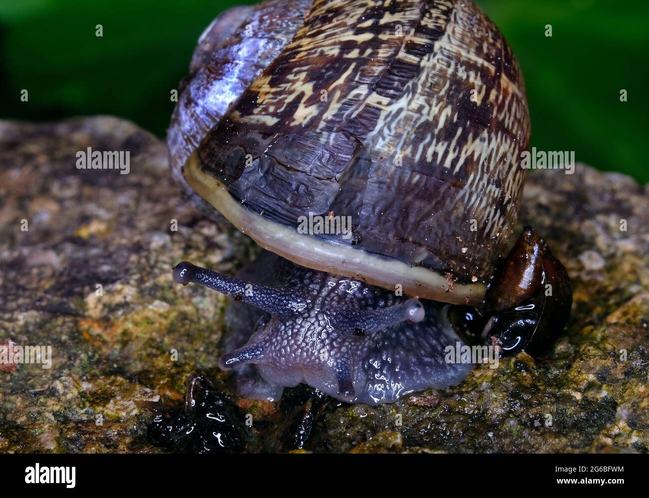 Cornu aspersum, known by the common name garden snail, is a species of land snail in the family Helicidae. Stock Photo