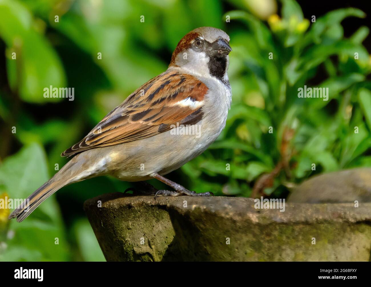 the-house-sparrow-is-a-bird-of-the-sparrow-family-passeridae-found-in-most-parts-of-the-world-2G6BFXY.jpg
