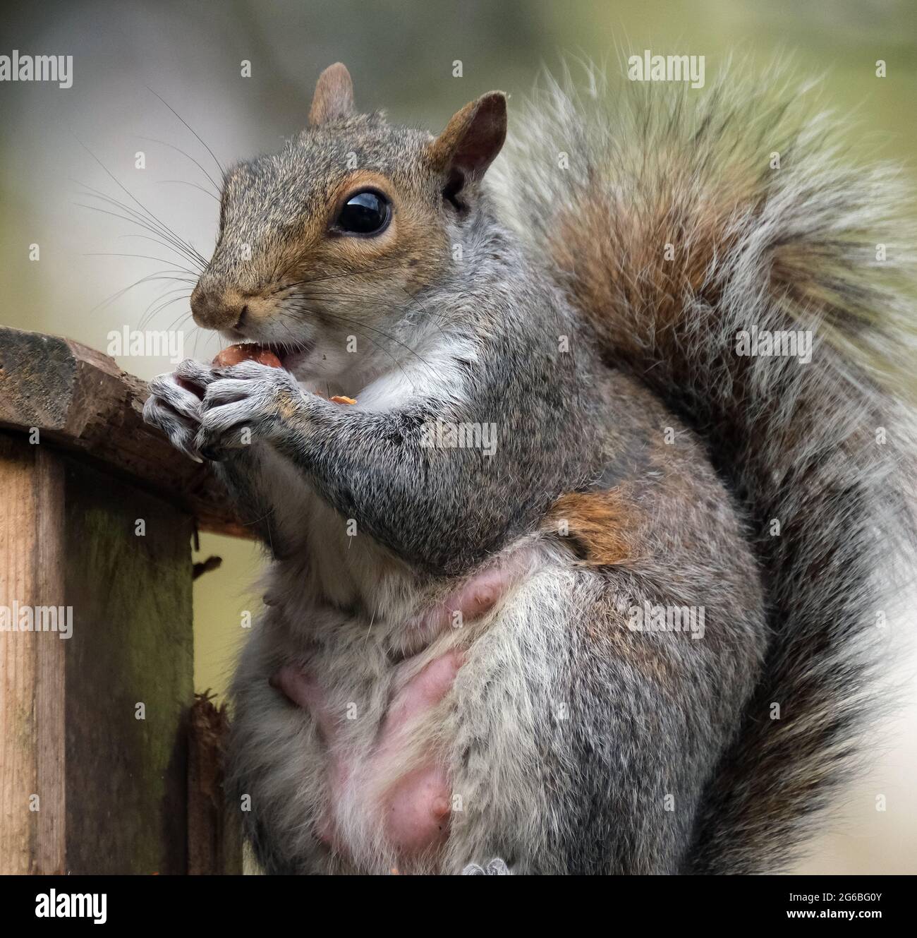 The eastern gray squirrel, also known as the grey squirrel depending on