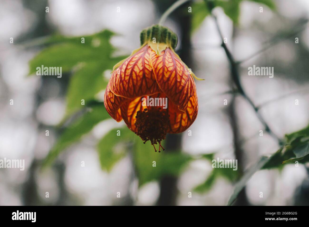 Red Abutilon (Chinese lantern) Flower and commonly known as Abutilon pictum, Abutilon striatum, Redvein Abutilon, Indian mallow artery, Redvein Maple Stock Photo