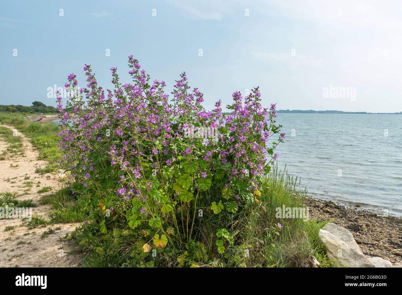 Common mallow (Malva sylvestris) wildflowers growing by the coast in West Sussex, England, UK, during July Stock Photo