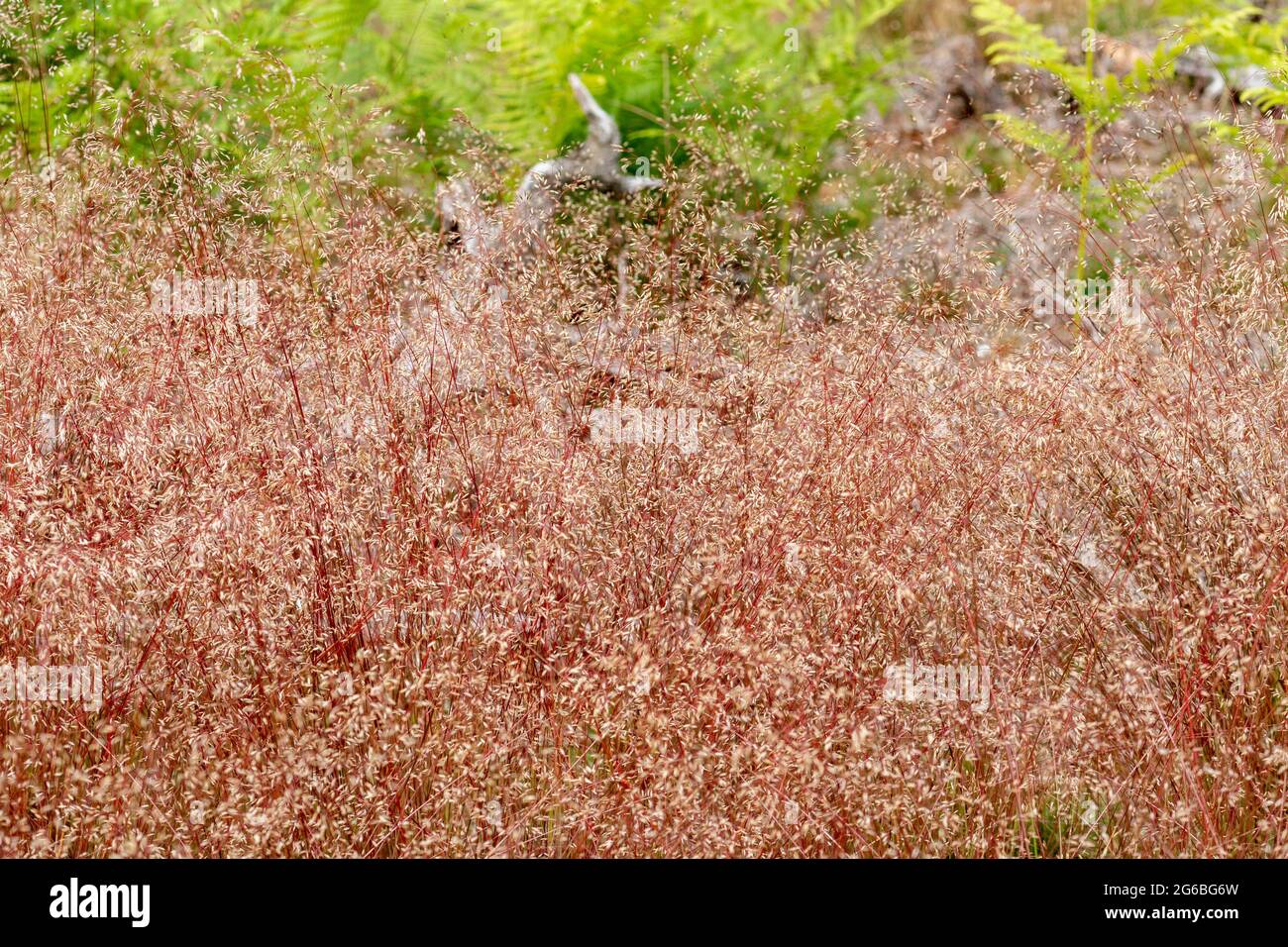 Wavy hair grass (Deschampsia flexuosa), on Berkshire heathland, UK, during June Stock Photo