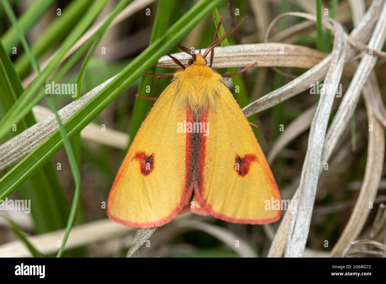 Clouded buff moth (Diacrisia sannio) male on heathland in June, Berkshire, UK Stock Photo