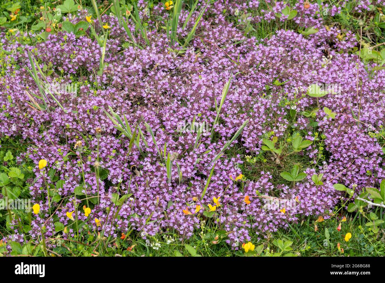 Wild thyme plant (Thymus polytrichus) with pink purple flowers on chalk grassland habitat in Hampshire, UK, during summer or June Stock Photo