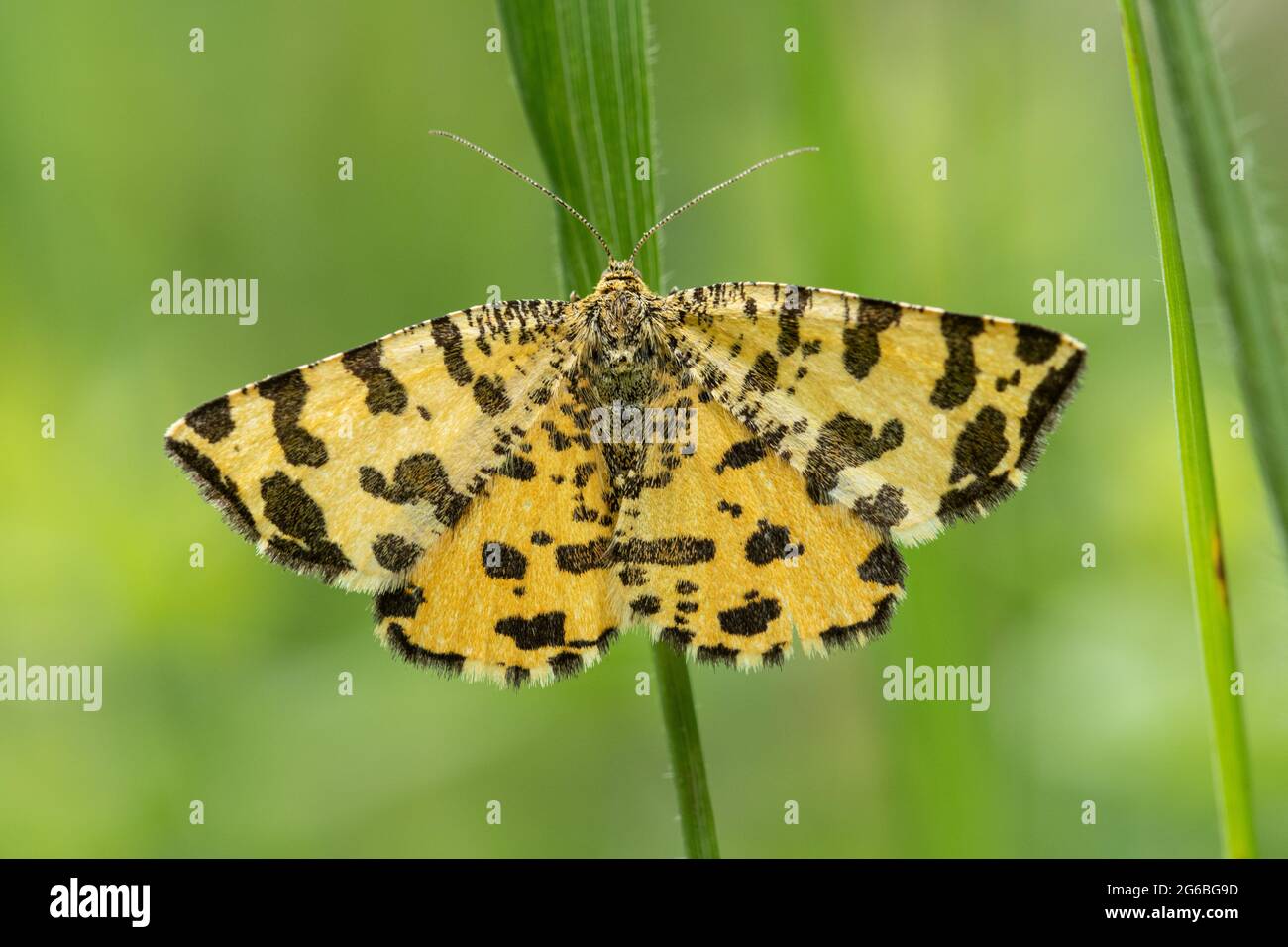 Speckled yellow moth (Pseudopanthera macularia), UK Stock Photo
