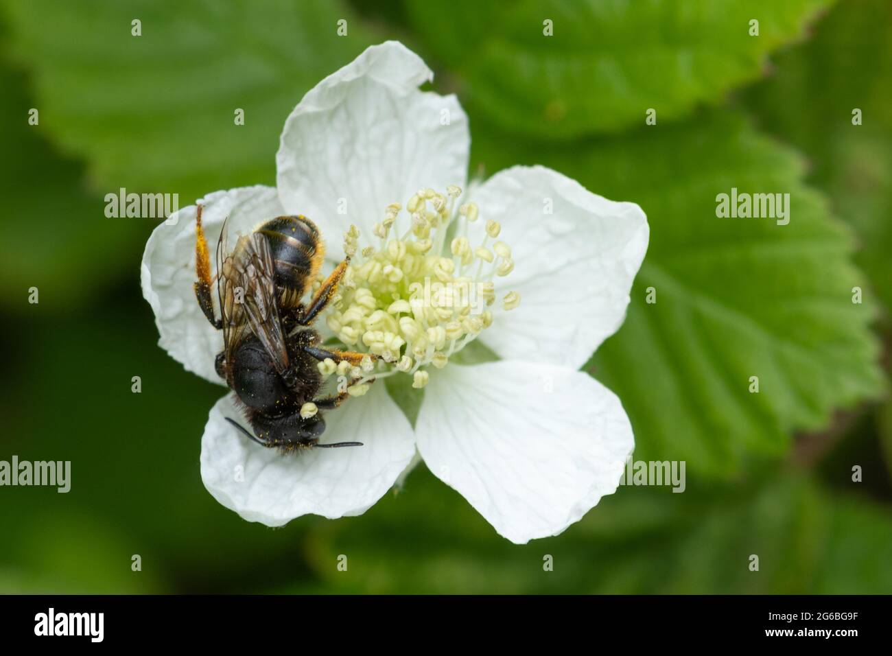 Wild bee sleeping in a bramble flower during summer, Hampshire, UK