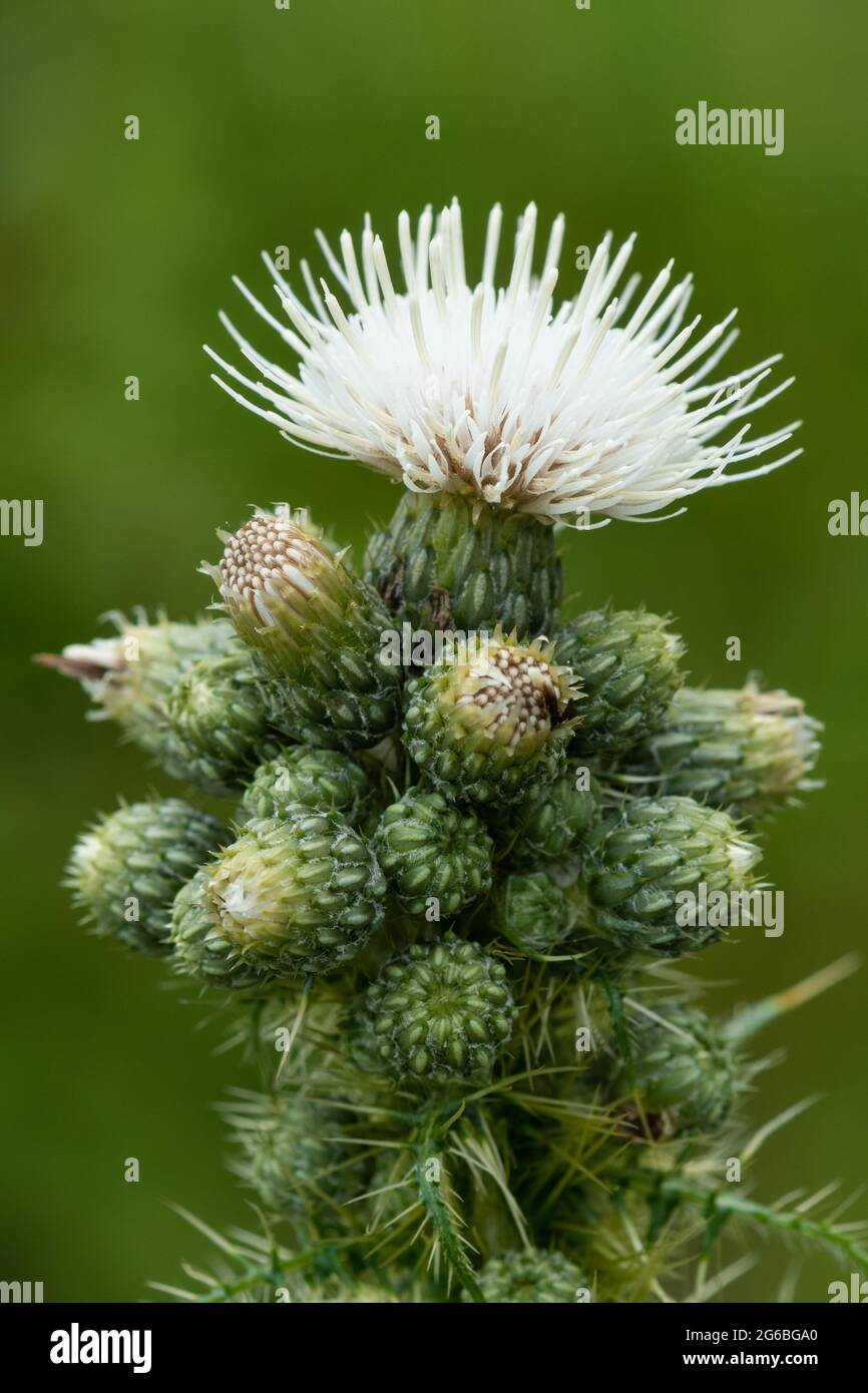 Close-up of a white thistle plant, UK, summer Stock Photo