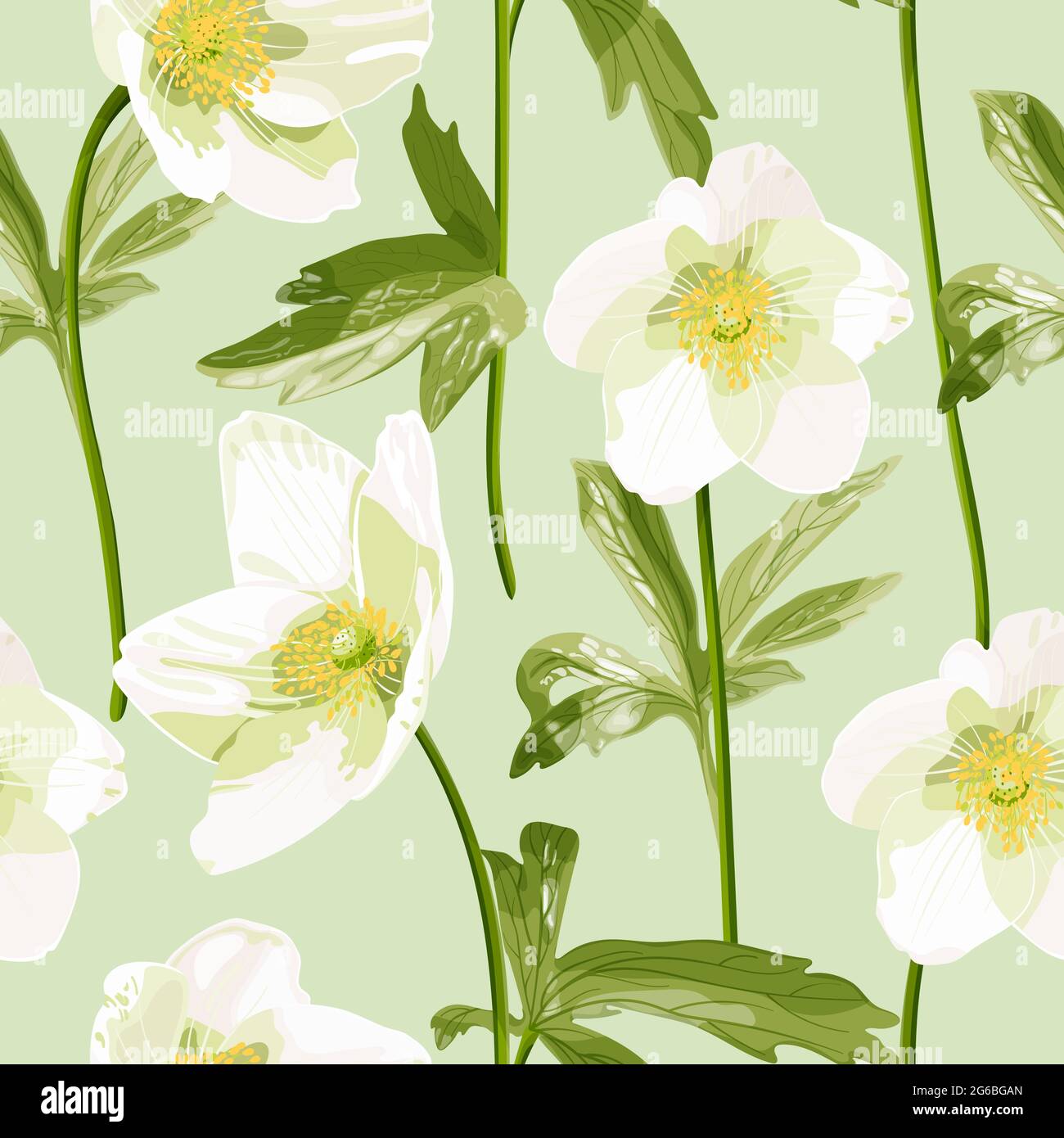 Anemone canadensis. Seamless pattern with white anemone flowers in ...