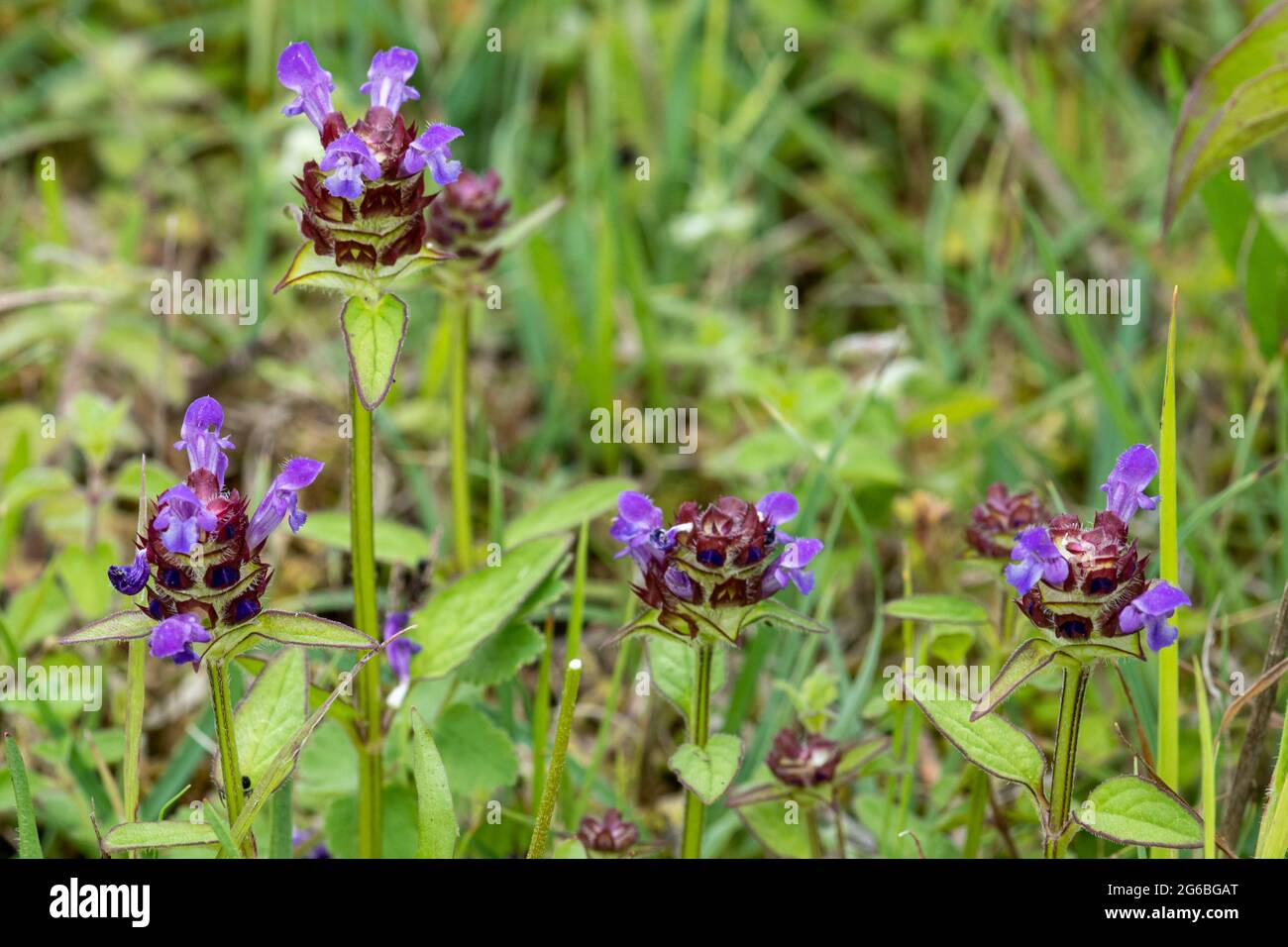 Common self-heal (Prunella vulgaris) wildflower, also called selfheal, heal-all, woundwort Stock Photo