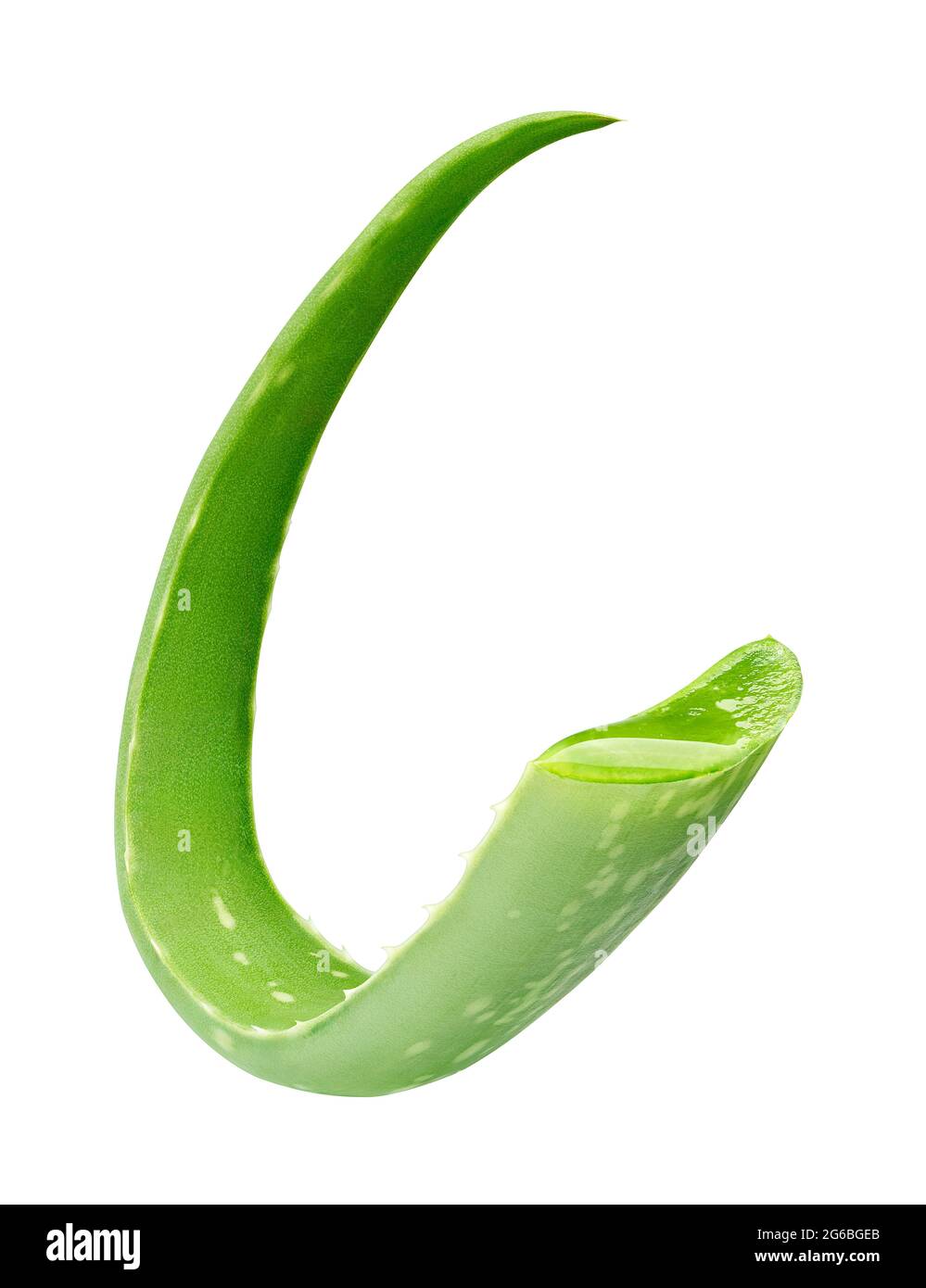 Aloe vera plant with interesting curve isolated - Clipping path included Stock Photo