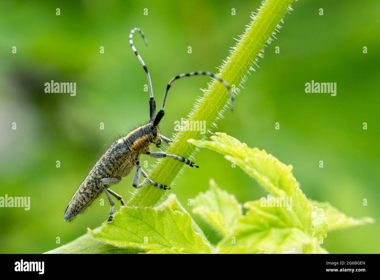 Agapanthia villosoviridescens, the golden-bloomed grey longhorn beetle, during summer in Hampshire, UK Stock Photo