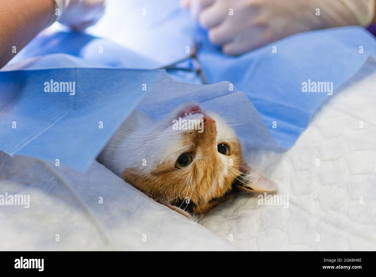 Cat on surgical table during surgery castration in veterinary clinic
