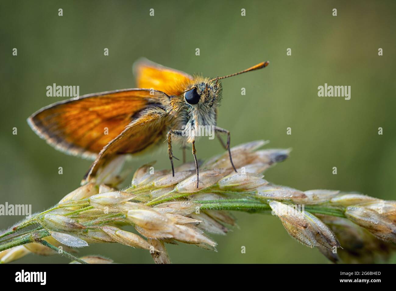 Large skipper sitting in a meadow on a blade of grass Stock Photo