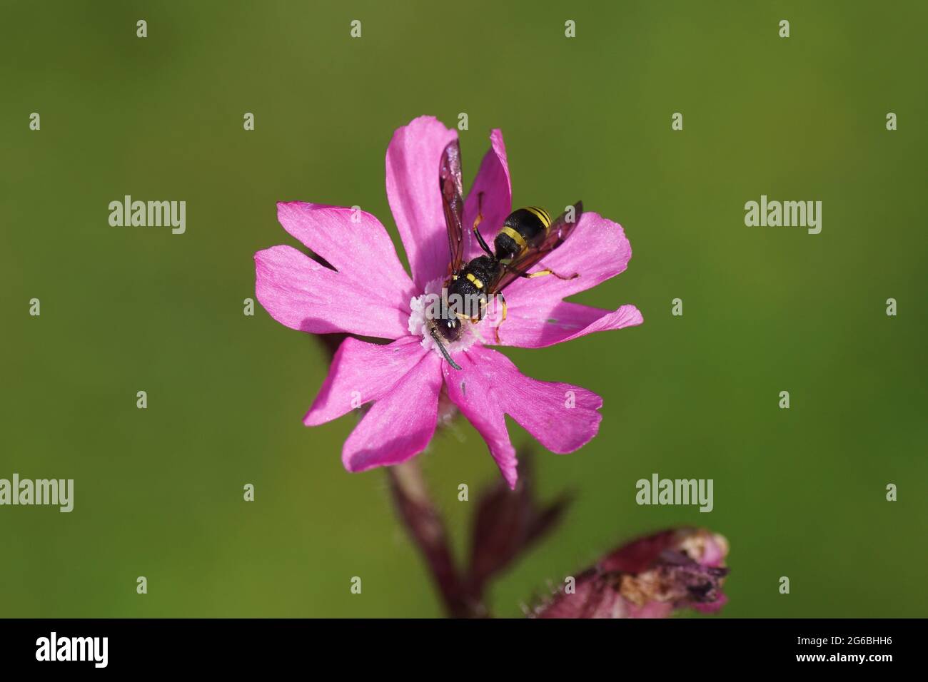 otter wasp Ancistrocerus, subfamily Eumeninae, family Vespidae. On a flower of red campion, red catchfly (Silene dioica), pink family, carnation famil Stock Photo