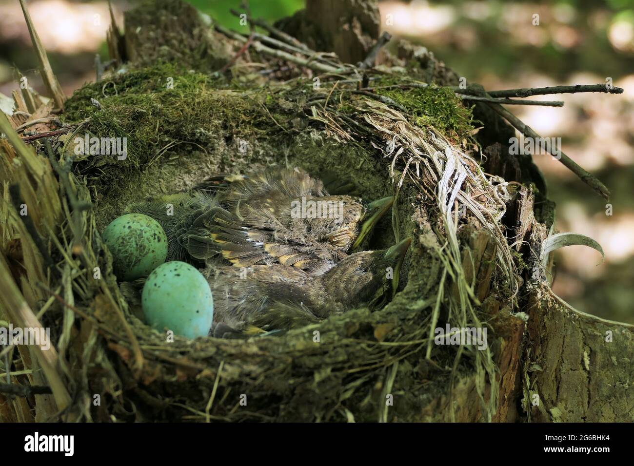 small birds in a nest in the forest in their natural habitat, birds