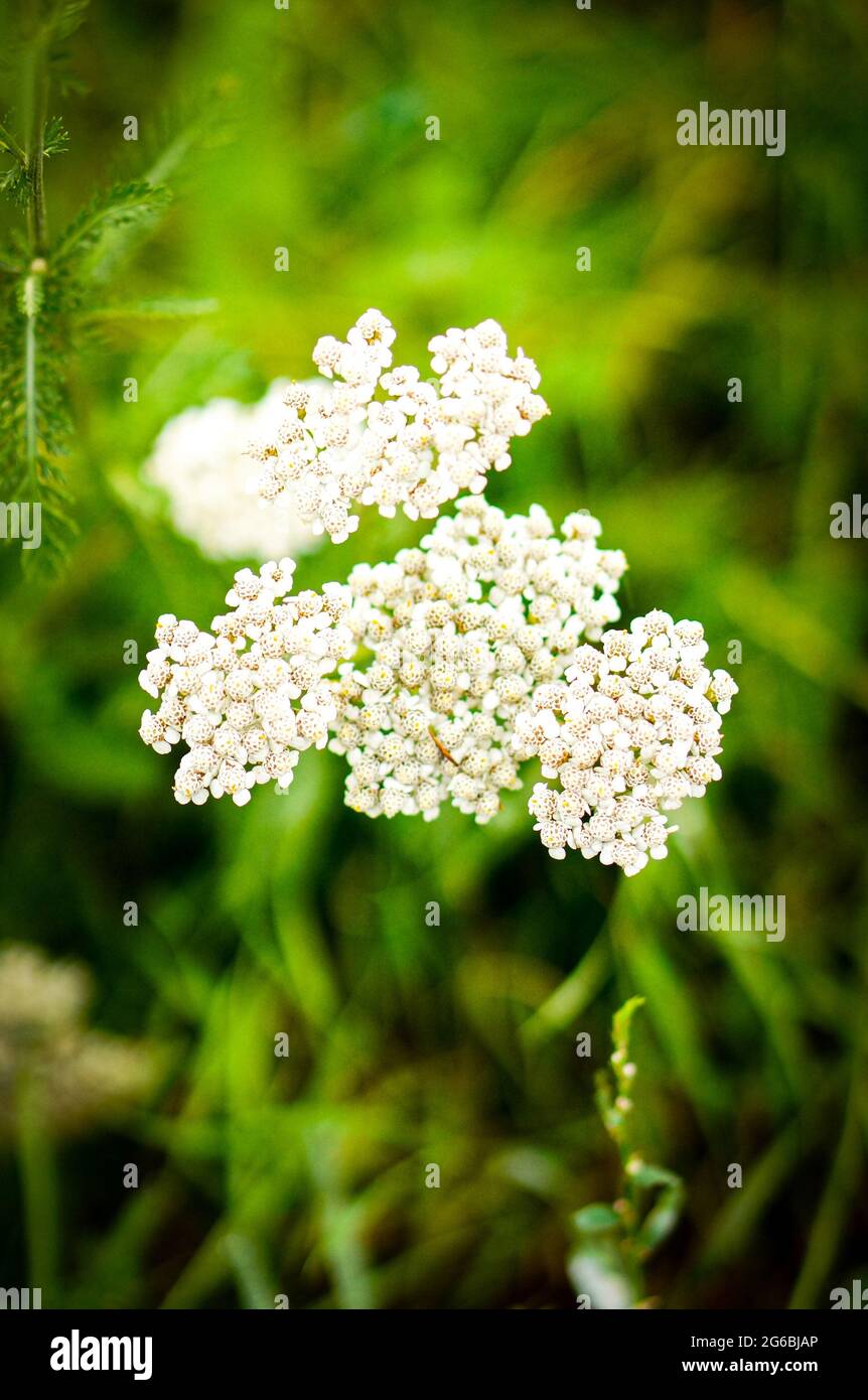 Ajwain leaf hires stock photography and images Alamy