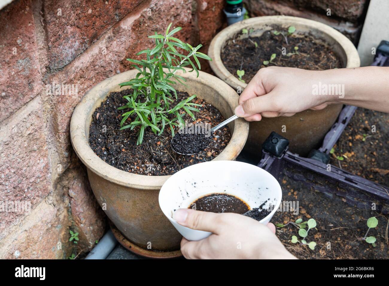 Coffee grounds being added to rosemary plant as natural organic